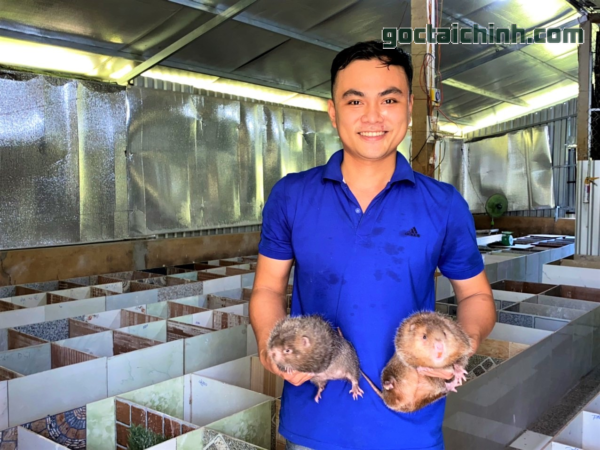 Người nuôi dúi làm giàu được không?