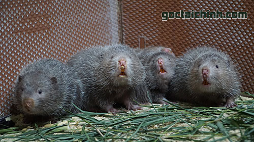 Nuôi dúi thế nào?