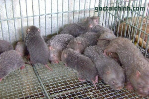 Phá sản vì nuôi dúi