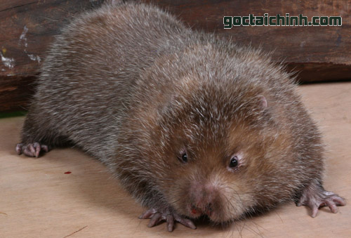 Vì sao nuôi dúi lỗ nặng, phá sản?