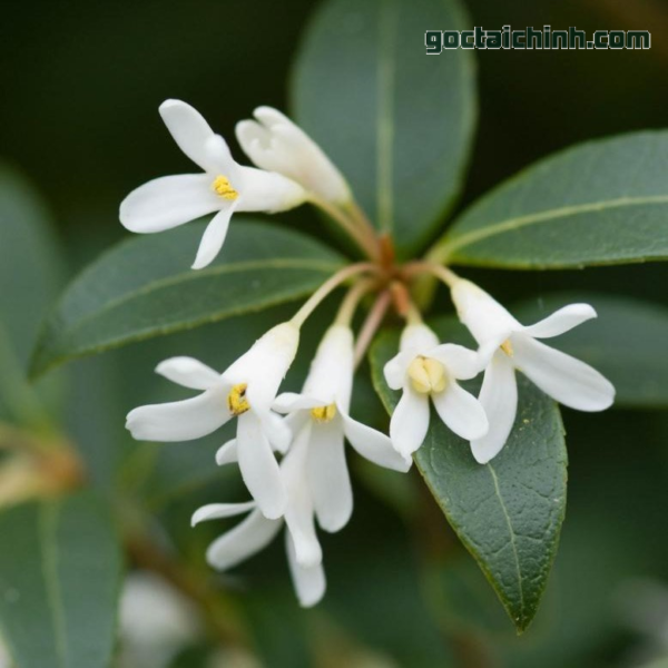 Osmanthus thường dùng để làm gì