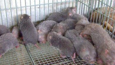 Phá sản vì nuôi dúi