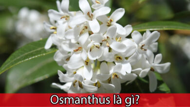 Osmanthus là gì?