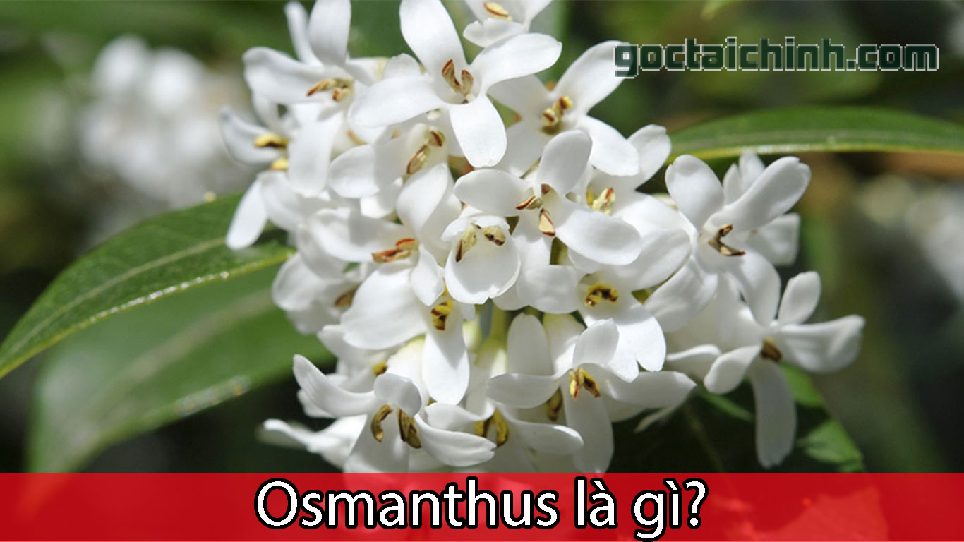 Osmanthus là gì? Cách sử dụng và lợi ích của tinh dầu Osmanthus